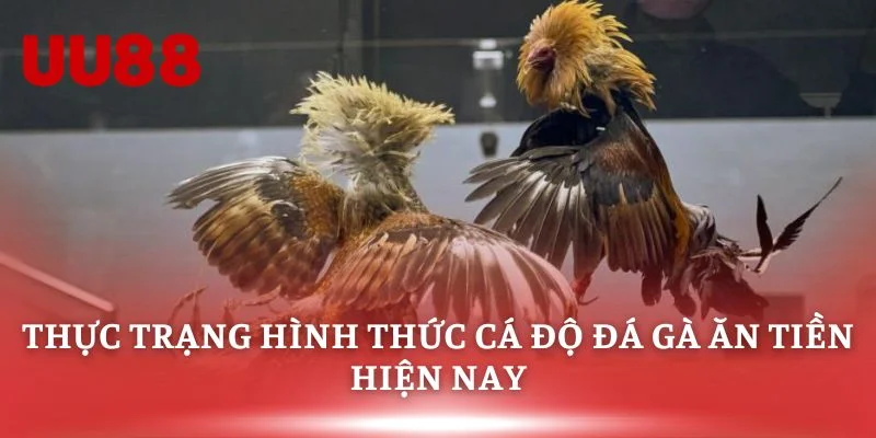 Thực trạng hình thức cá độ đá gà ăn tiền hiện nay